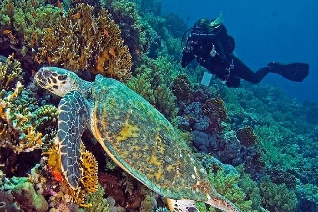 Tour de buceo en El Gouna