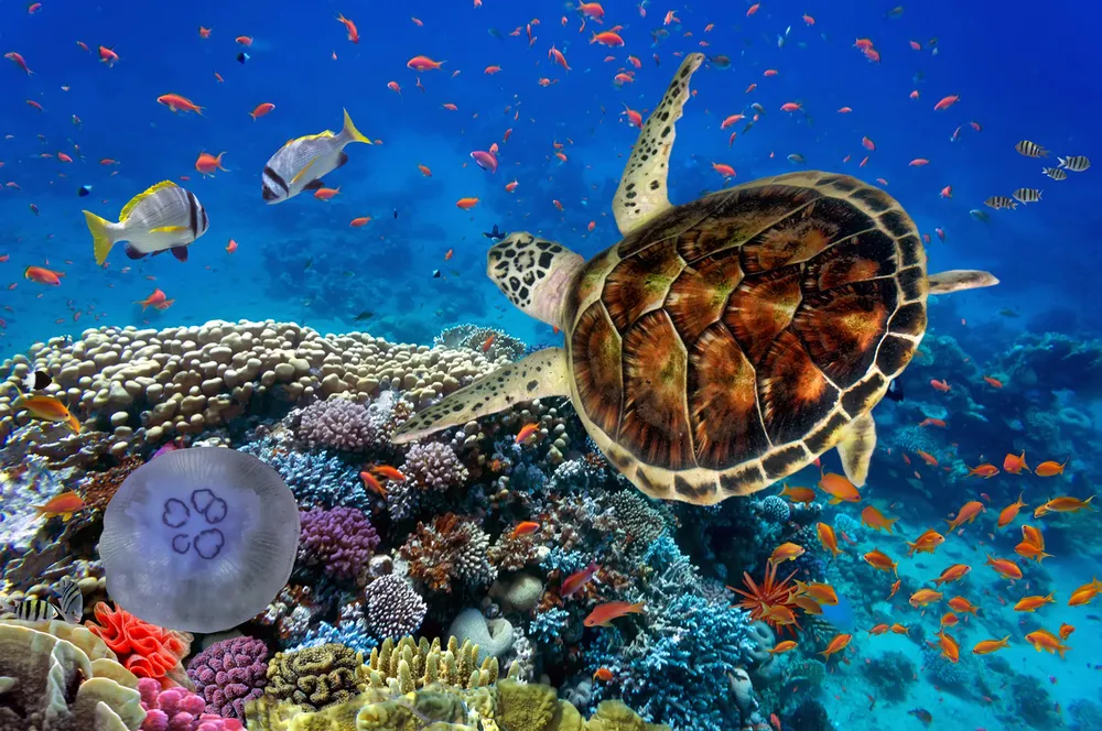 Plongée en Mer Rouge
