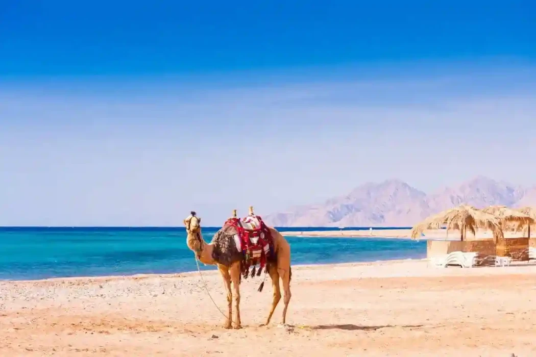 Cairo and Farafra from Hurghada