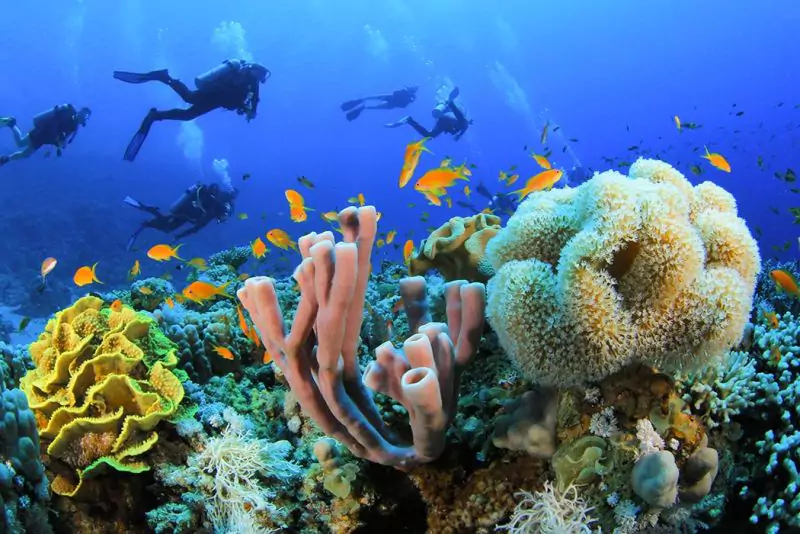 Plongée sous-marine en Egypte