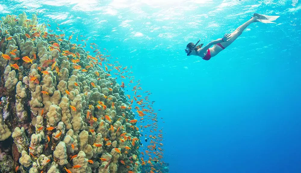 Excursion de plongée en apnée sur l'île de Mahmya depuis Hurghada