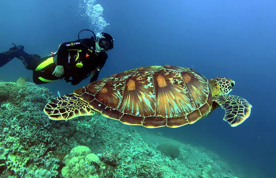 Excursion de plongée sous-marine à Hurghada