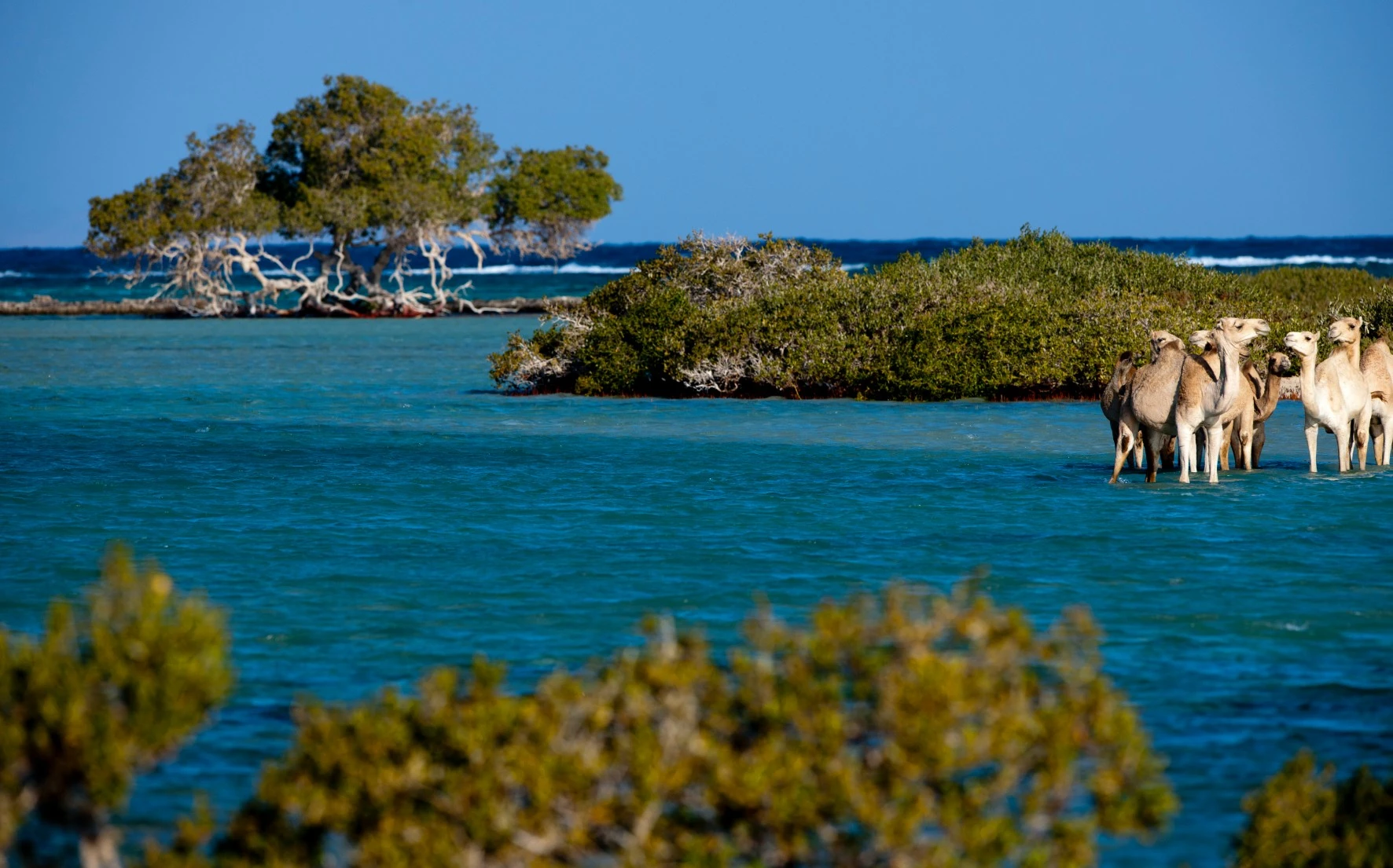 Safari en Wadi El Gemal desde Marsa Alam