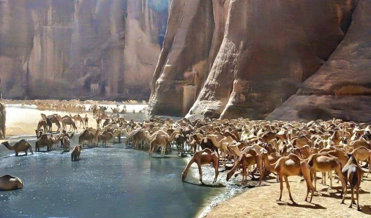 Safari en Wadi El Gemal desde Marsa Alam