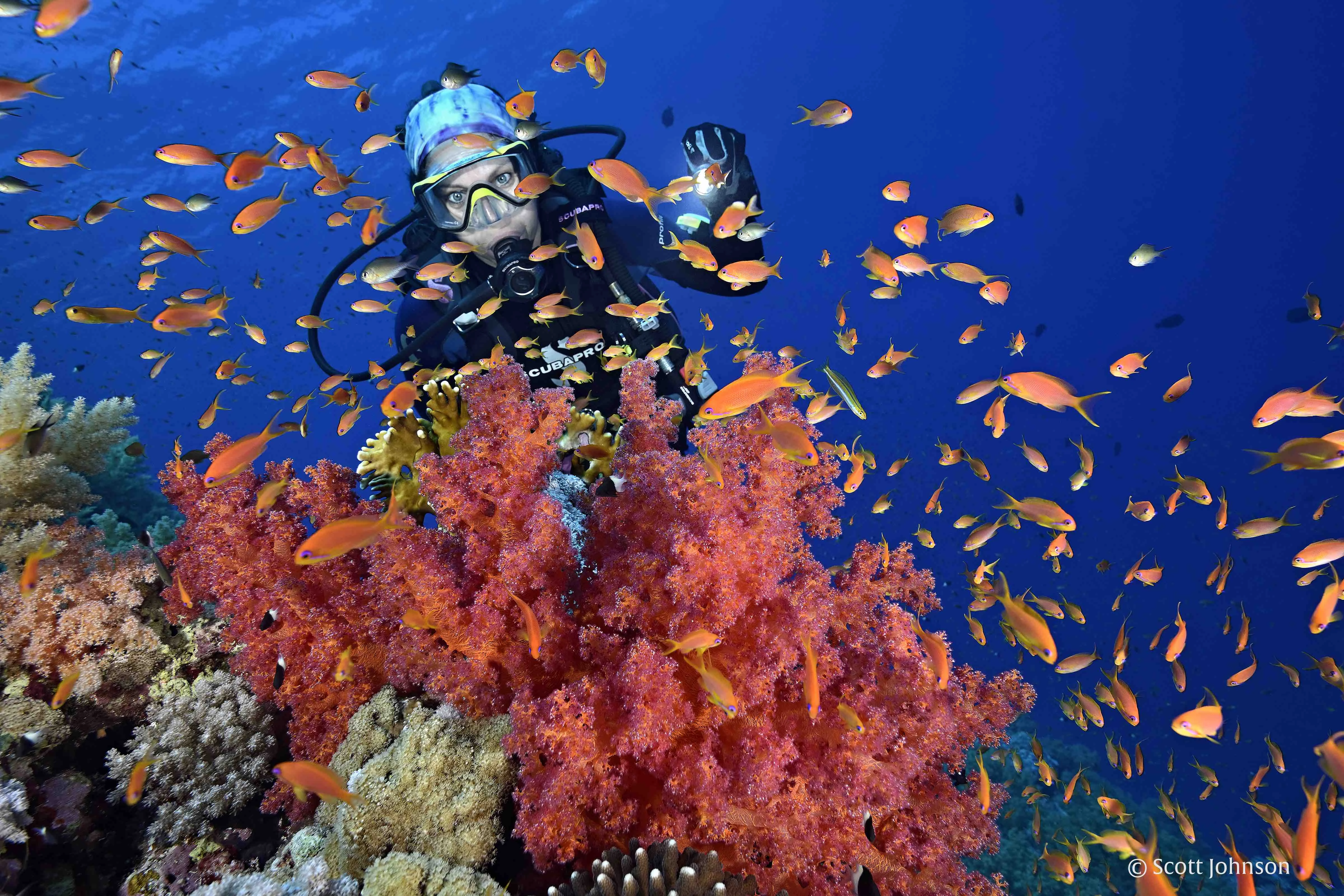 Red Sea Diving