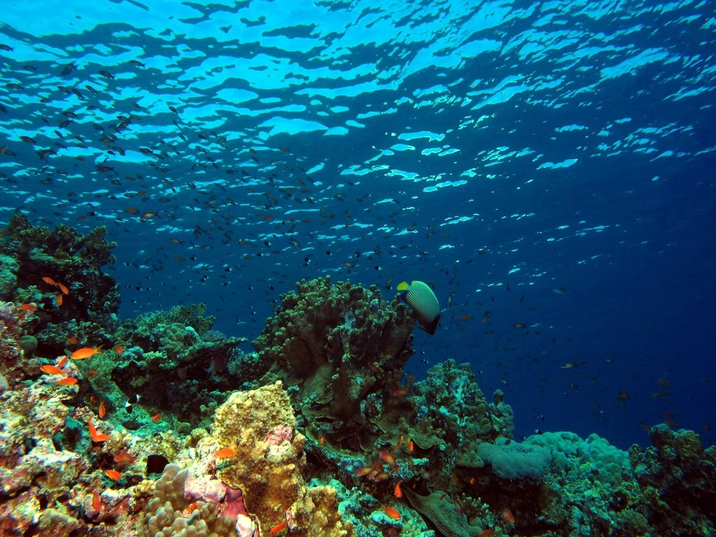 The Elphinstone Area Red Sea
