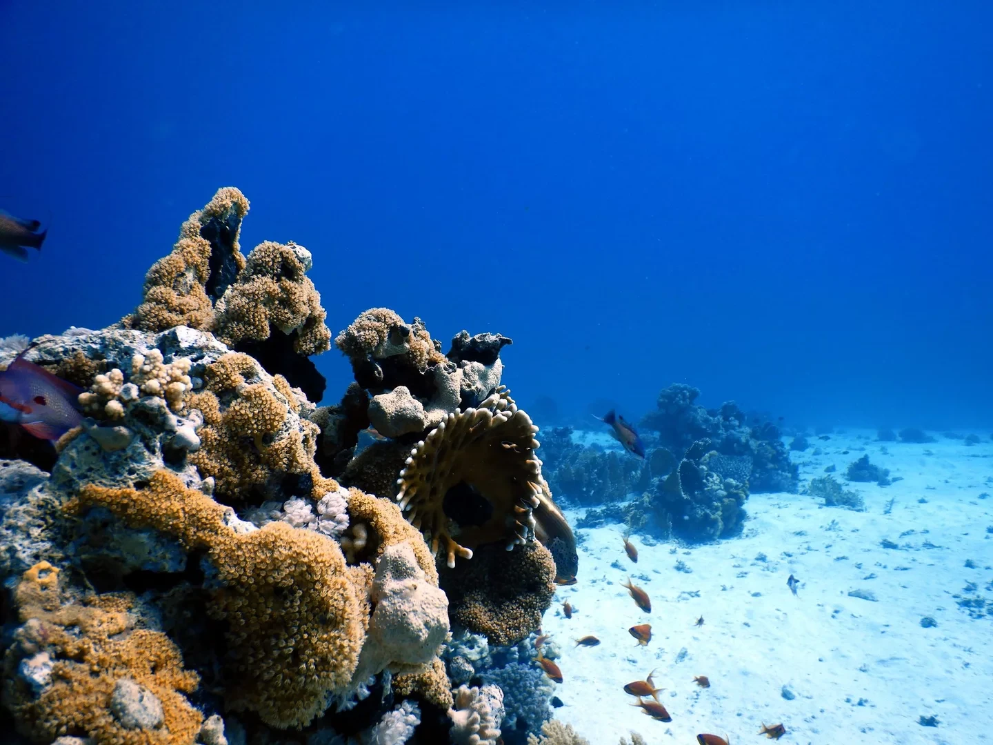 8 Days Diving in Strait of Tiran / Dahab