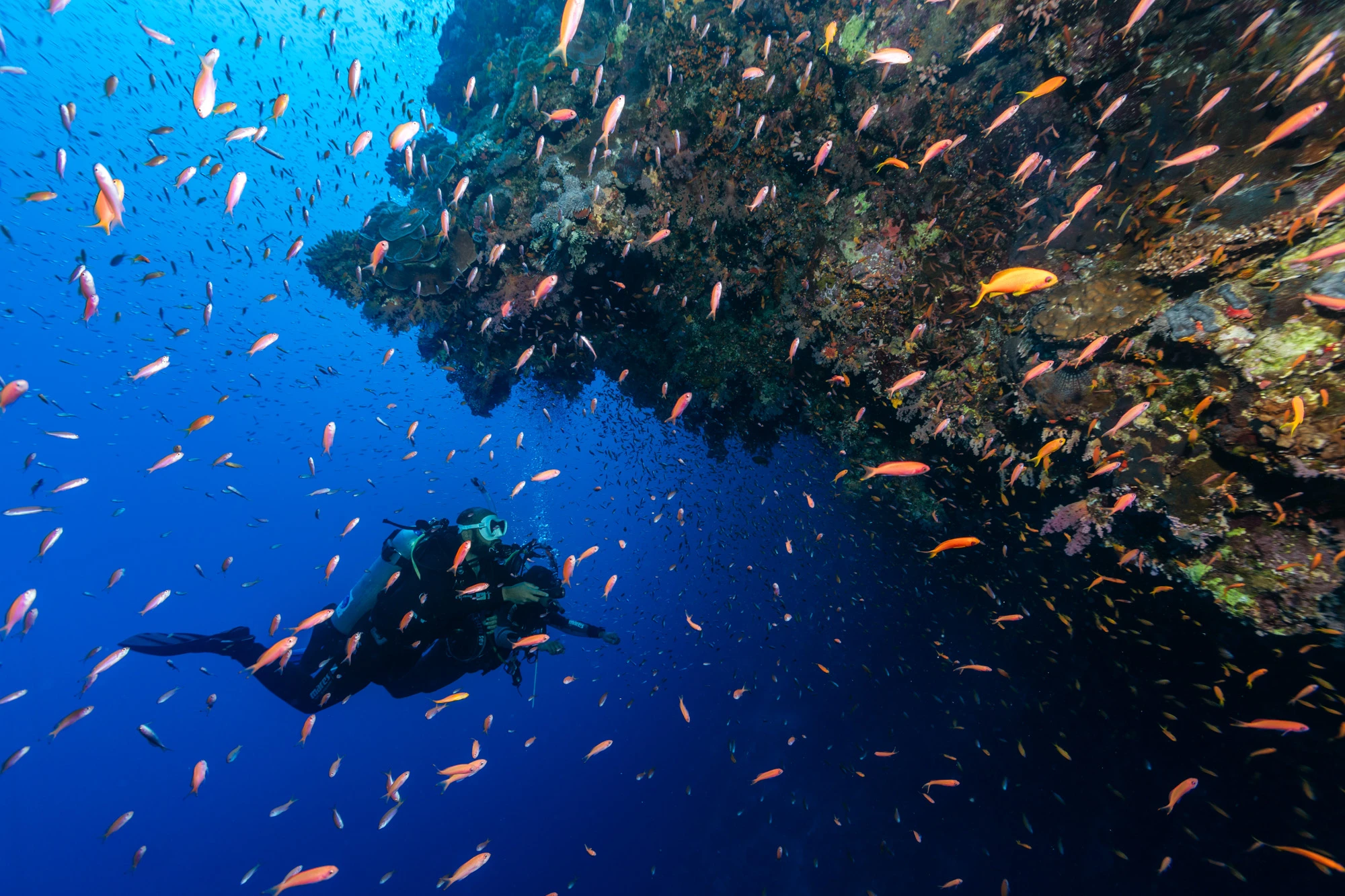 8 Days Diving in Strait of Tiran / Dahab