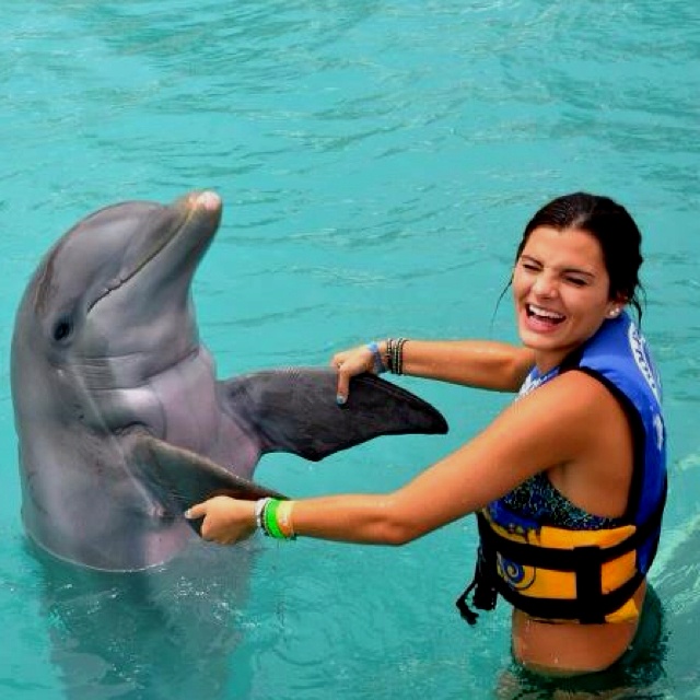 Le spectacle de dauphins à Hurghada