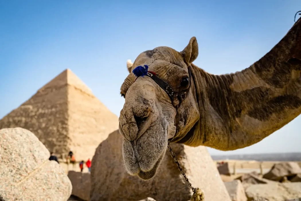 Tour familiar de 6 días por El Cairo y el desierto blanco